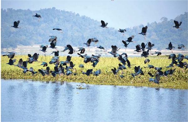 茵都基湖在今年冬季统计到候鸟水鸟2万多只