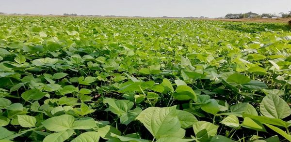 若开邦皎都县区冬作物种植季节种植各种豆类1万多英亩