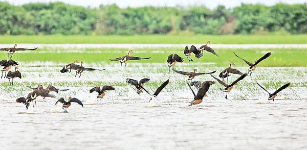 勃固省莫允基湖野生动物保护林区中栖息着3万多只飞禽鸟类