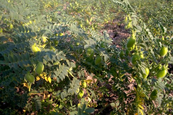 实皆省茵马宾专区种植的冬作物鹰嘴豆已全部完成收割工作
