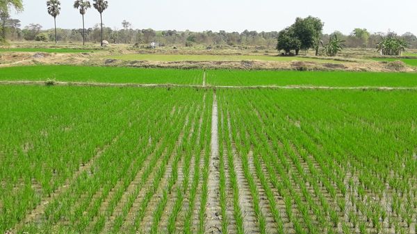 伊洛瓦底省英脉县区已完成了7万多英亩夏季稻的种植工作
