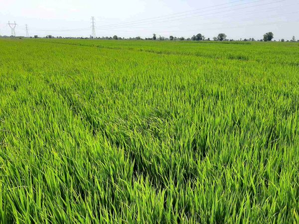 伊洛瓦底省礼德耶县区采用“合作农田”制度种植4千英亩夏季稻