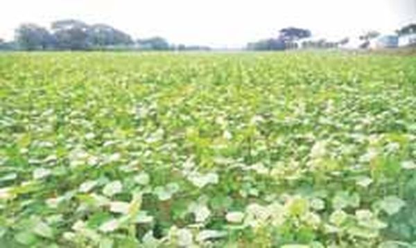 仰光省种植了绿豆35万多英亩目前已完成16万多英亩的采收工作