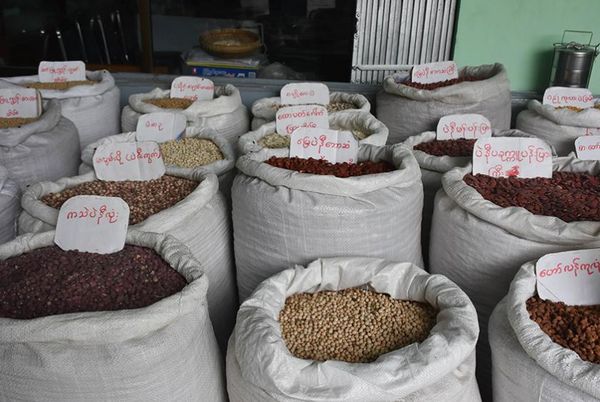 2022—23财政年度缅甸出口各种豆类创汇14.7亿美元