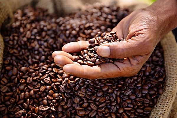 掸邦南部出产的咖啡豆第一次出口比利时