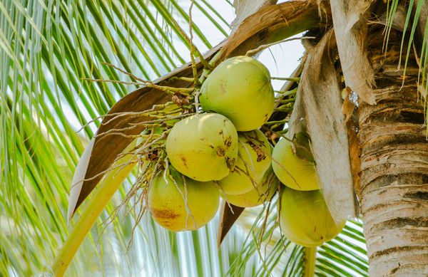 伊洛瓦底省出产的椰子将计划提升为增值产品出口国外