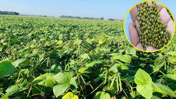曼德勒省良吴县区种植的1,862英亩绿豆已在进行采收工作
