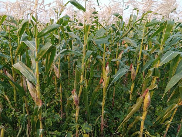 伊洛瓦底省德努彪县区出产的玉蜀黍获得好价钱农民们收益良好