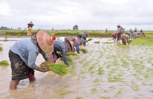 克钦邦今年将颁发雨季稻贷款200亿缅元