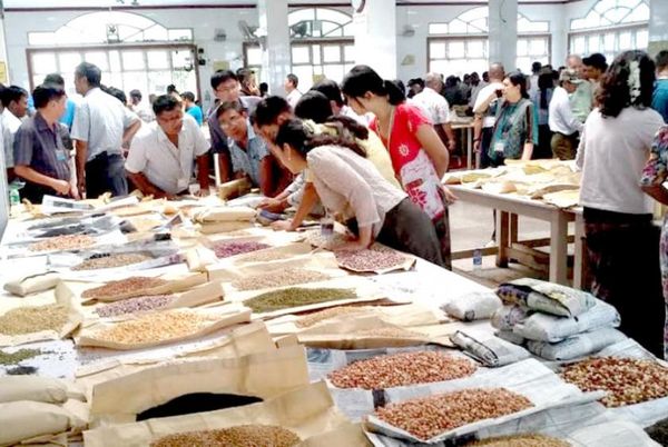 缅甸三大出口豆类2023年3月间出口创汇1.3亿美元