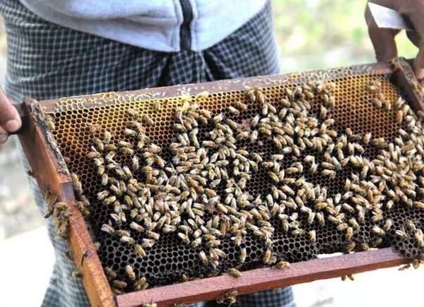 本财政年度第三个月缅甸向日本出口蜂蜜80多吨