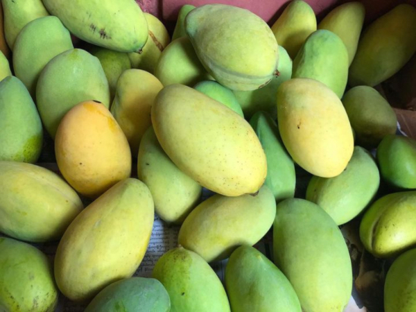 缅甸影规(Yinkwe)品种芒果在中国边贸市场获得了好价钱