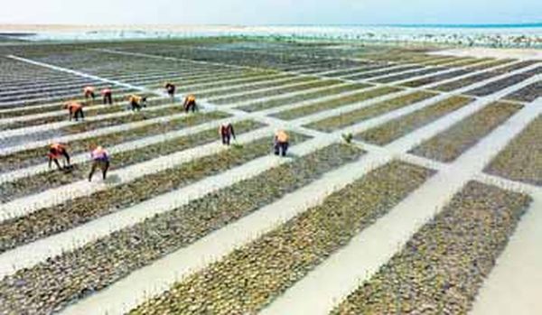 沙特阿拉伯将在2030年到来之前在红海地区栽种5千万株红树林