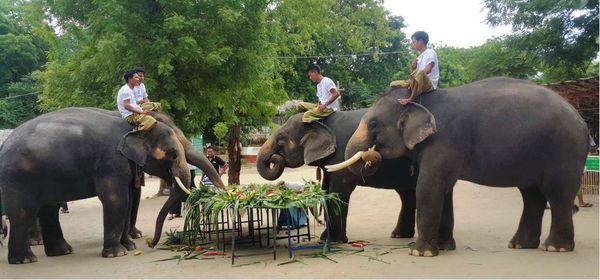 曼德勒省良吴县区内的柏林江岸大象营地为大象们举办自助餐活动