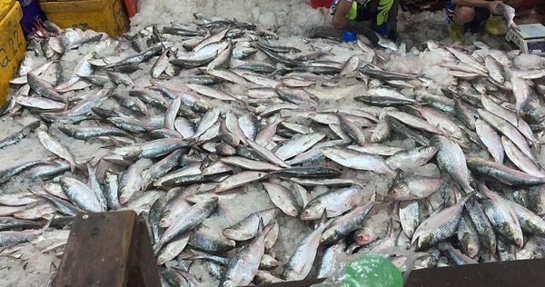 伊洛瓦底省壁榜县区8月份向仰光大都市输送鲥鱼7.9万缅斤