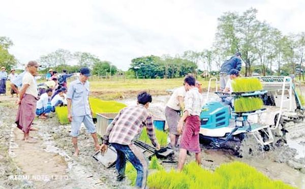 仰光省丹林县区示范采用插秧机种植第二季雨季稻