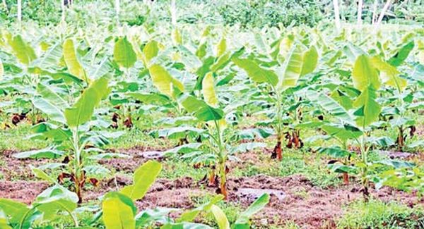 曼德勒省皎栖专区香蕉作物的种植情况