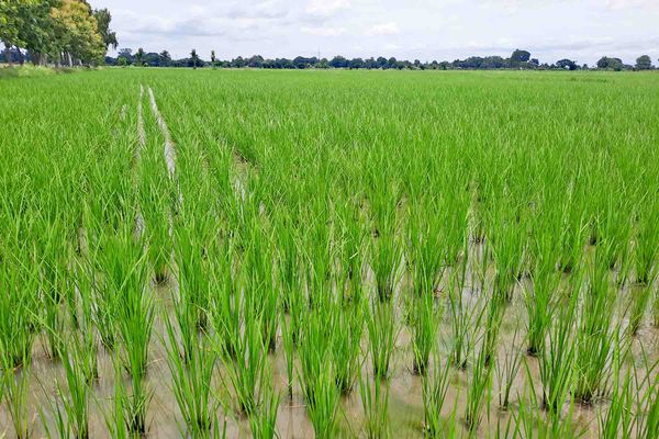 马奎省敏巫县区今年雨季已完成4万多英亩雨季稻种植工作