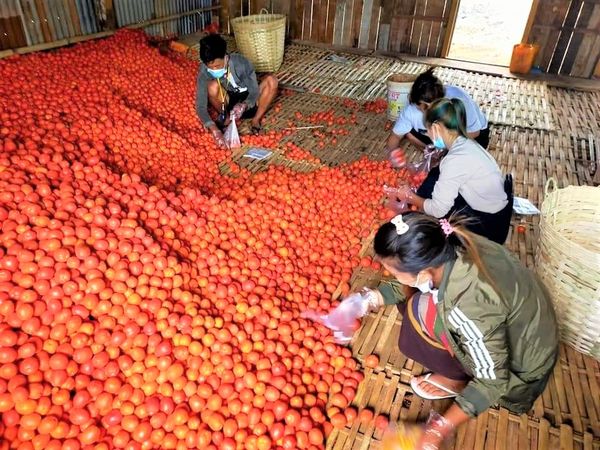 来自掸邦地区的番茄在伊洛瓦底省马乌宾县区获得好价钱