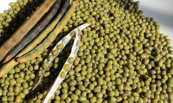 马奎省本漂县区雨绿豆开始采收获得好价钱