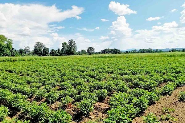 伊洛瓦底省额布都县区今年雨季种植了各种雨作物5,749英亩