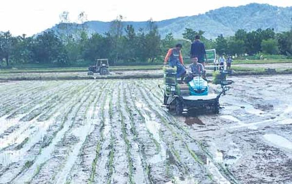 孟邦直通县区遭损毁稻田将补种有关雨季稻出动插秧机免费帮忙