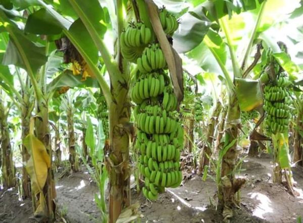 实皆省茵马宾专区完成了今年雨季香蕉作物的规划种植工作
