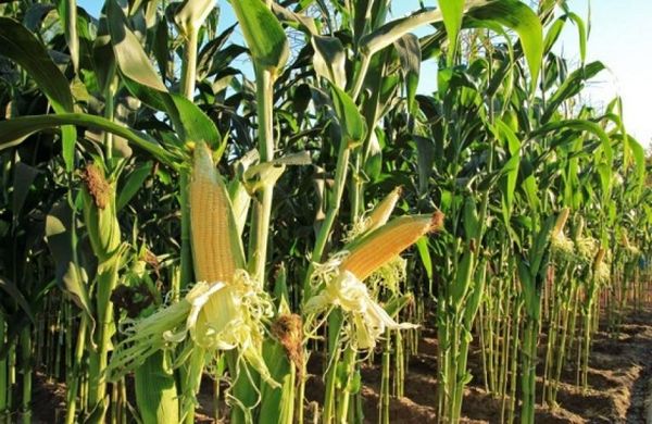 今年8月份缅甸出口玉米6.8万吨获得1900万美元的收入