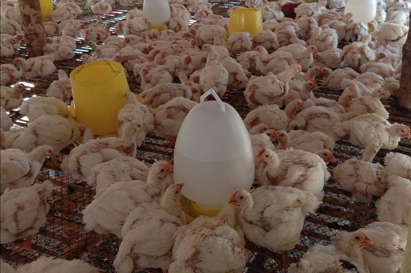 伊洛瓦底省瓦溪码县区9月份向仰光大都市输送出肉鸡17万缅斤