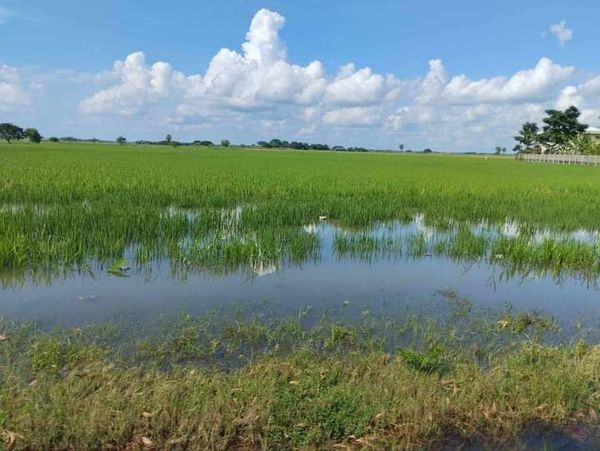 大米协会将援助勃固省受水灾的农民