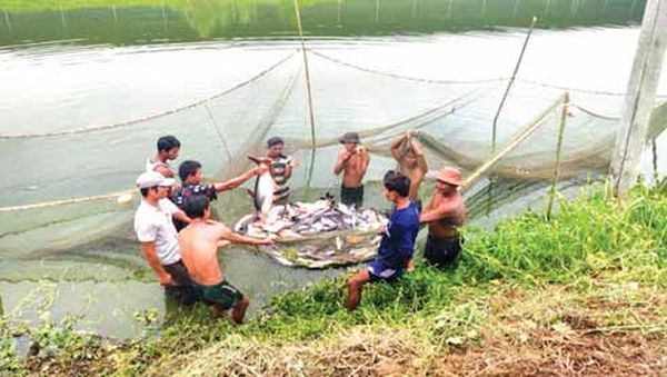 勃固省的水产养殖工作