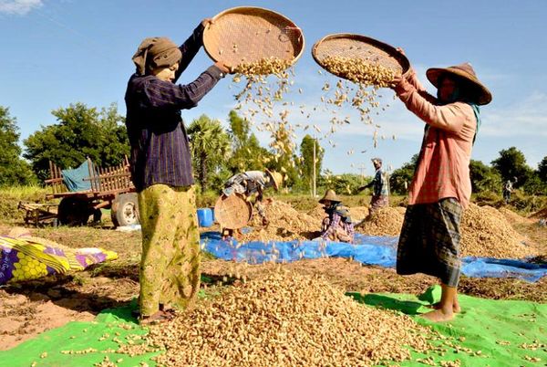 本财年前5个月缅甸靠出口大米和各种豆类创汇最多