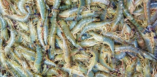在本财政年度6个月内缅甸向国外出口各种虾类5千多吨