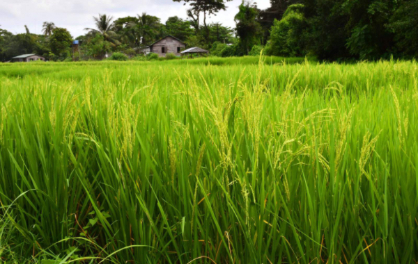 伊洛瓦底省勃生县区今年雨季种植了雨季稻9万多英亩