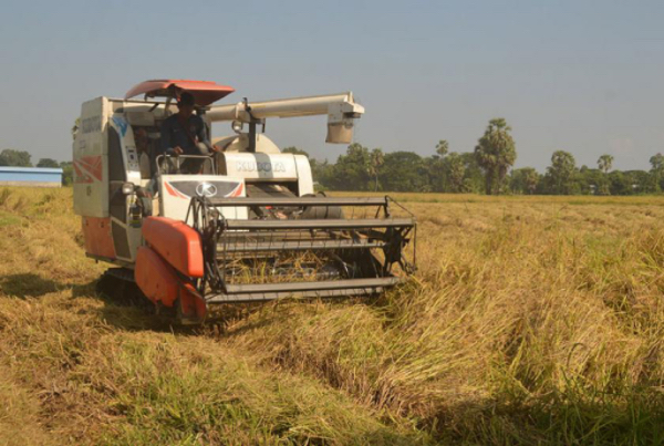 勃固省东吁专区彪县区开始了雨季稻的收割工作