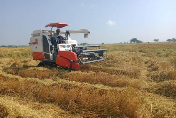 若开邦北部各县区进行雨季稻收割工作