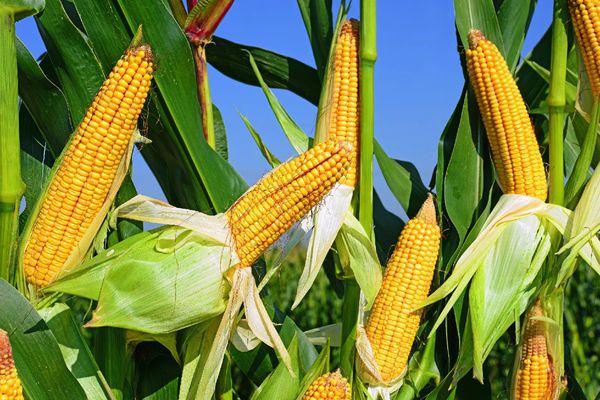 实皆省蒙育瓦县区今年雨季种植了玉米作物1.3万多英亩
