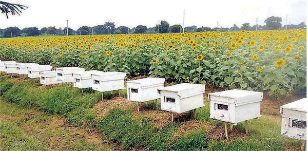 本财政年度7个月内缅甸已向国外出口蜂蜜1,300多吨