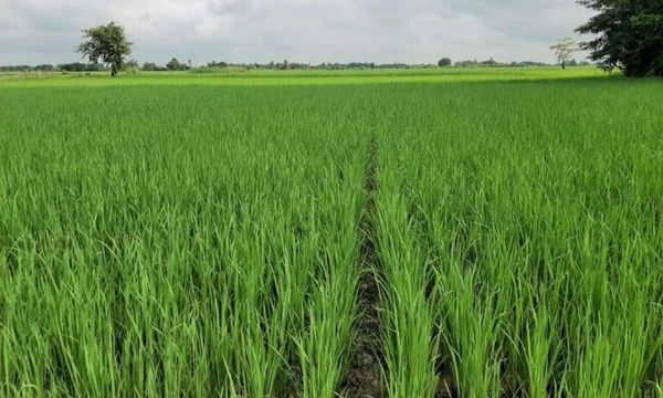 伊洛瓦底省勃生专区今年雨季种植了雨季稻50多万英亩