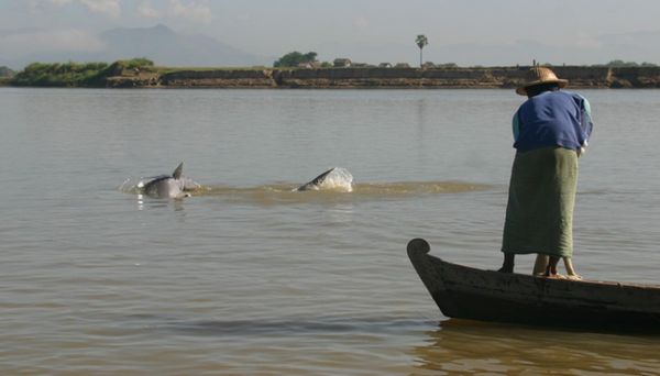 众多的国内外游客前来观赏江豚如何帮助渔夫们捕鱼