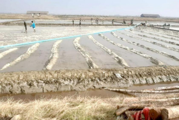 伊洛瓦底省额布都县区日晒盐在11月份开始获得好价钱