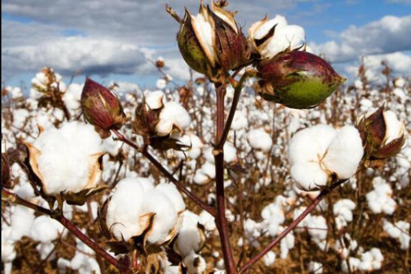 曼德勒省那托基县区种植7千多英亩棉田已开始有关采收工作