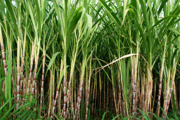 在即将到来的甘蔗季节多数糖厂提高了甘蔗收购价