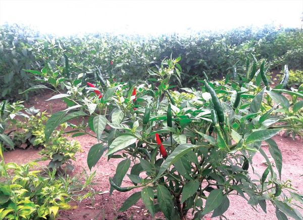 伊洛瓦底省渺弥亚县区今年冬作物种植季节将种植辣椒四千多英亩