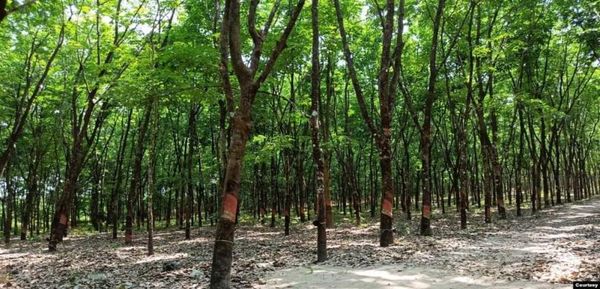 孟邦橡胶种植面积一年比一年增加