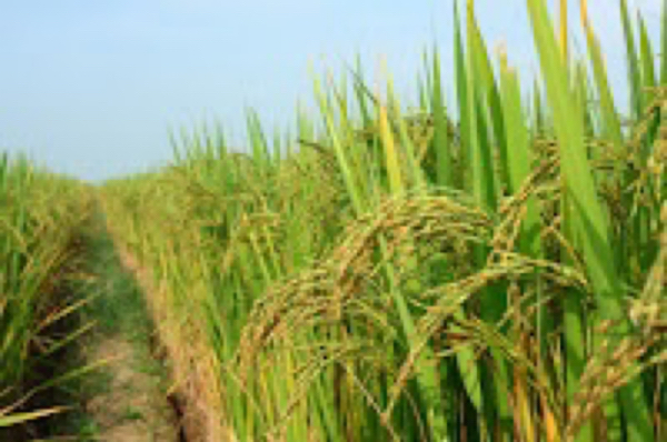 实皆省瑞帽专区在今年种植了雨季稻34.7万英亩