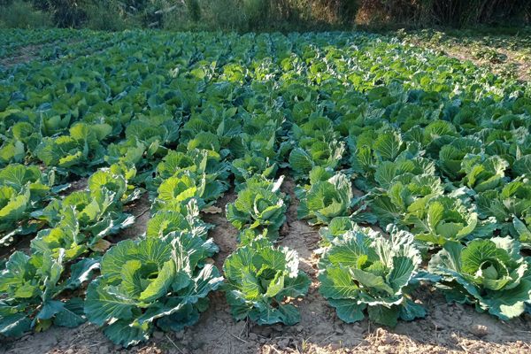 伊洛瓦底省额布都县区今年冬季将种植2千多英亩厨房作物