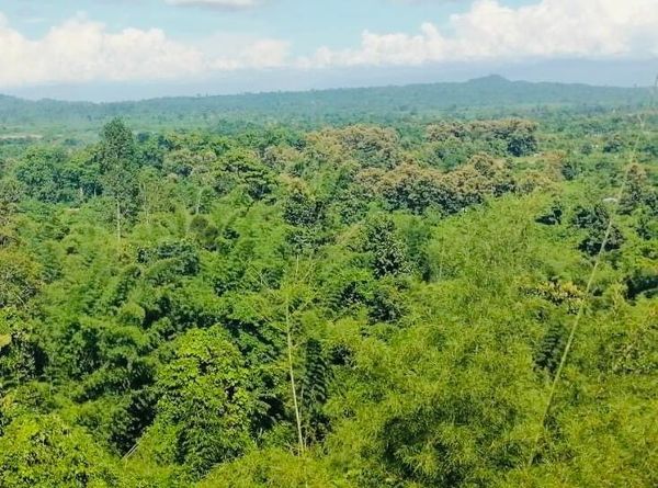 缅甸天然林每年约有3亿根竹子用于生产纸浆