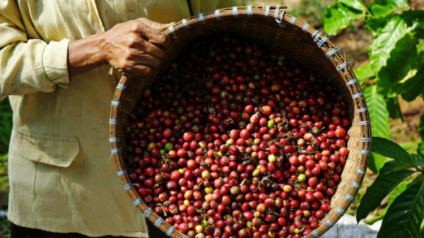 掸邦南部咖啡产品多次出口欧洲国家比利时