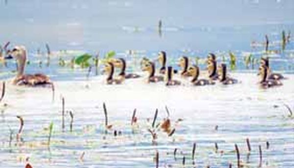 候鸟大批进入掸邦茵莱湖地区其中包括5种珍稀鸟类